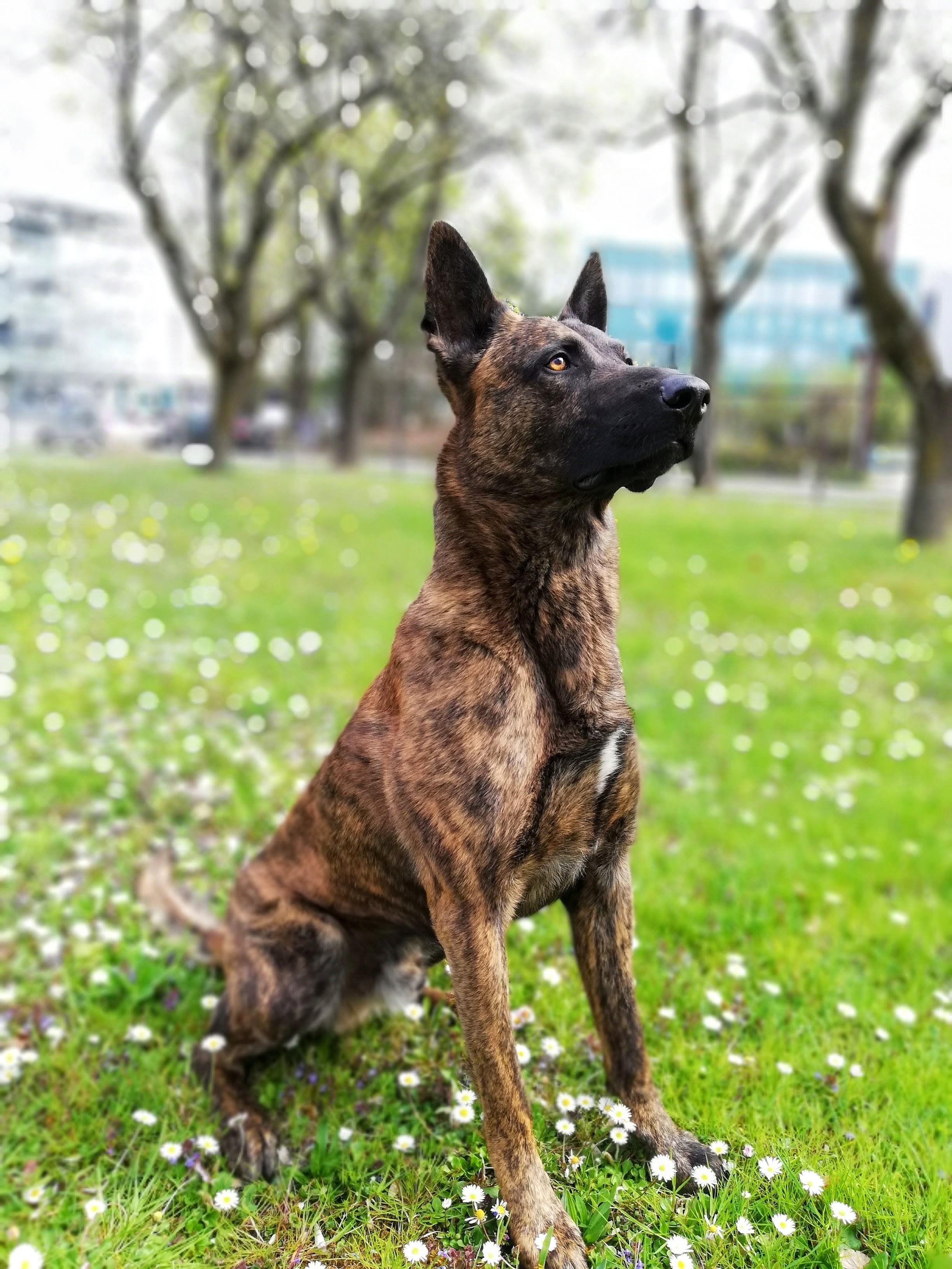 Auf "Calhoun" kann sich die Polizei immer verlassen.
