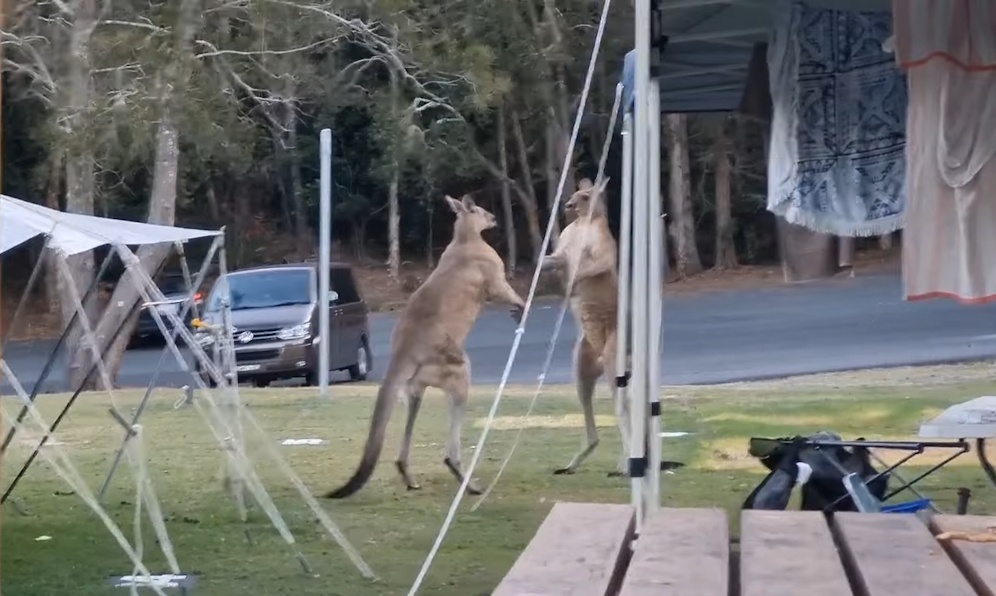 Warum es zur wilden Rauferei kam, ist unklar.