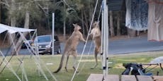 Video zeigt, wie wilde Känguru-Schlägerei ausartet