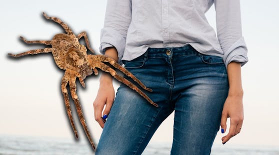 Die Nosferatu-Spinne hält in Deutschland und Österreich Einzug. In Bayern wurde jetzt eine Frau gebissen.