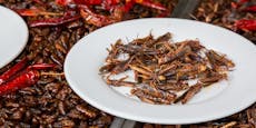 EU erlaubt jetzt Käferlarven und Grillenpulver im Essen