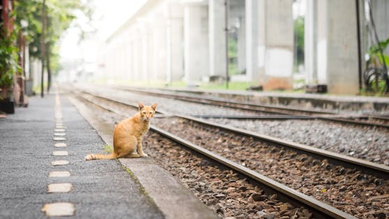 Selective focus of Orange cat on a train station platform with sunlight