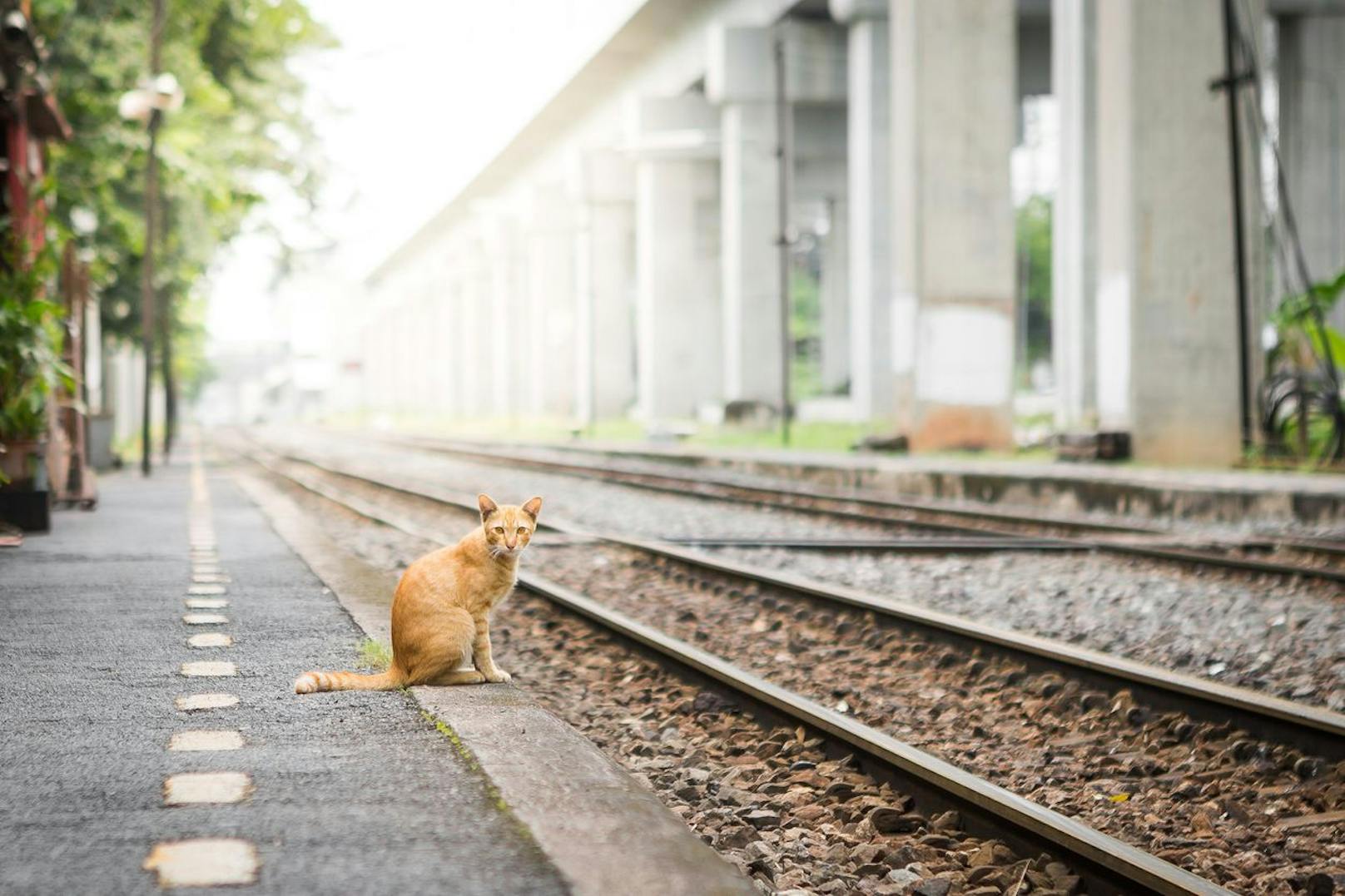 Trotz Flehen und Betteln – Lokführer fährt über Katze