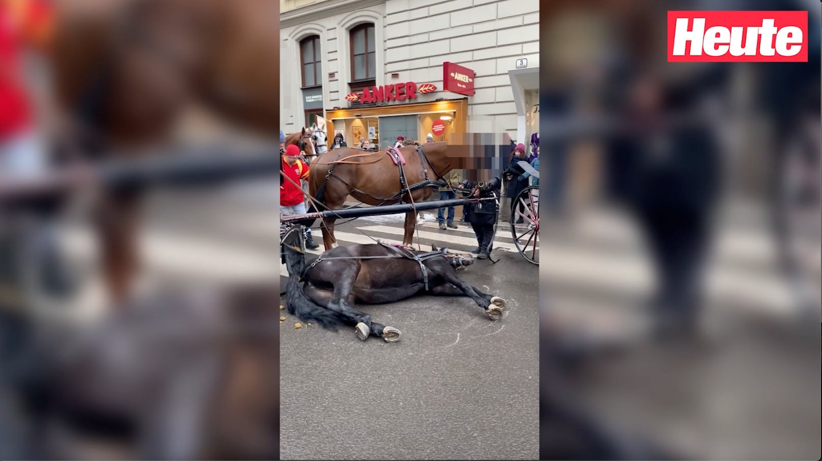 In der Wiener City stürzte ein Fiakerpferd, konnte nicht aufstehen. Die Passagiere blieben einfach in der Kutsche sitzen.