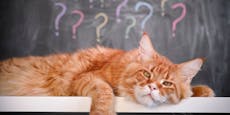 Sind rote Katzen wirklich so anders?