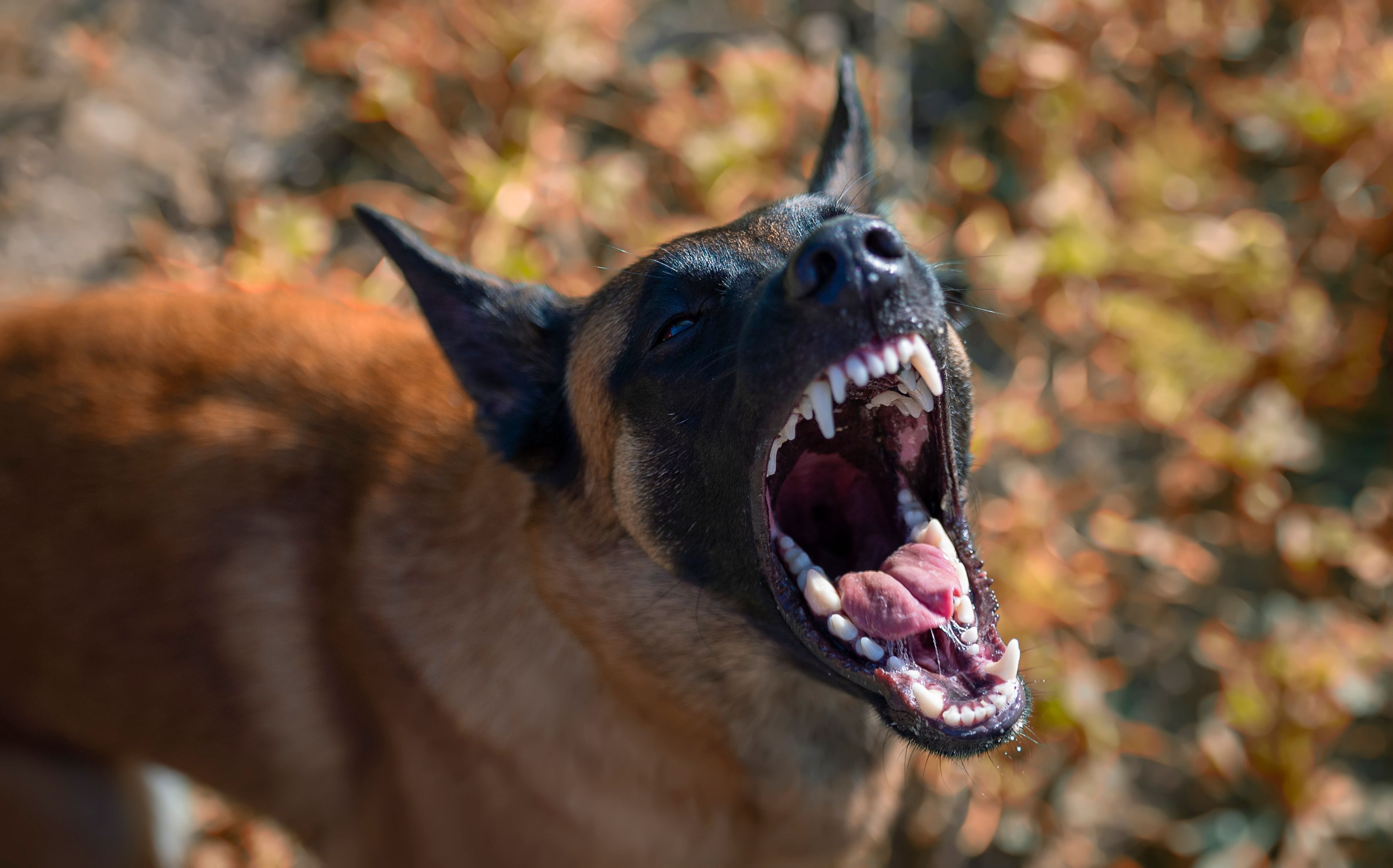 Die 29-Jährige wurde auf ihrem Spaziergang von einem Schäferhund angegriffen (Symbolbild).