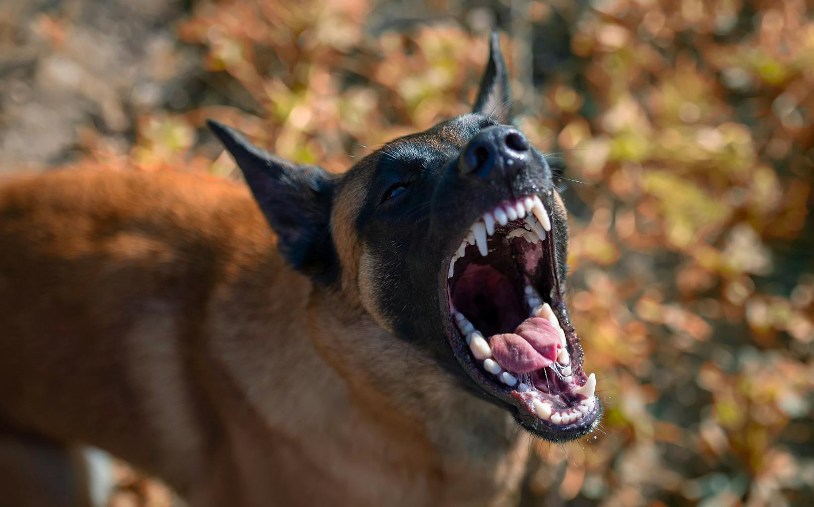 Zwei Belgische Schäferhunde attackierten die 70-Jährige (Symbolbild).