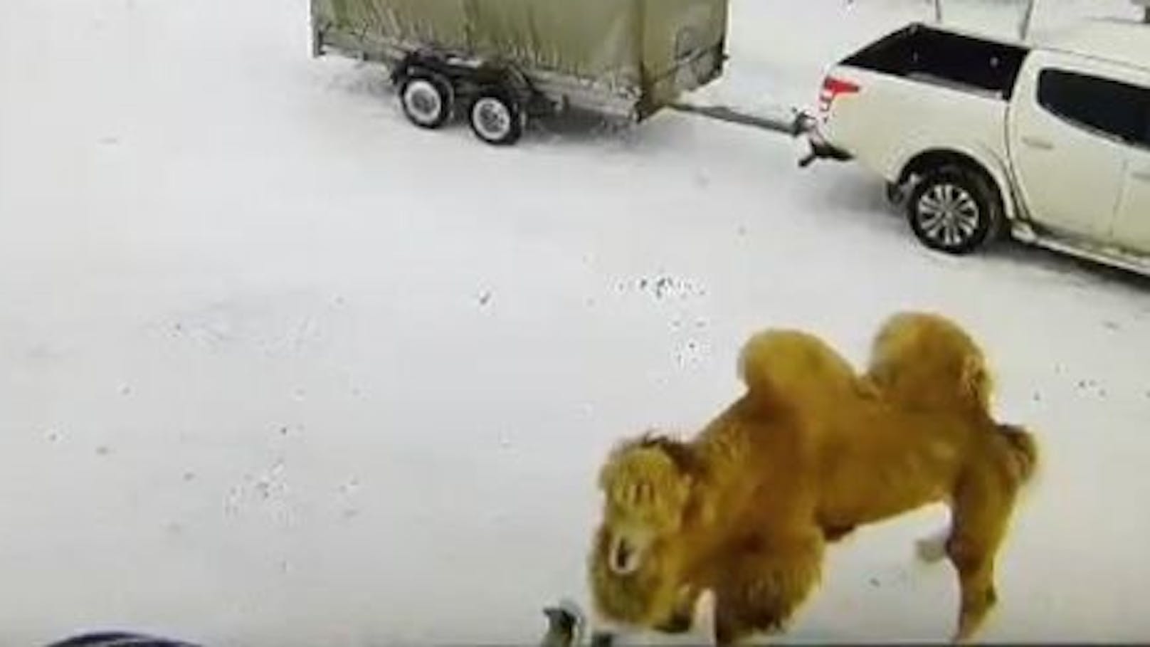 Das Tier riss den Russen zu Boden, trat auf ihn ein.