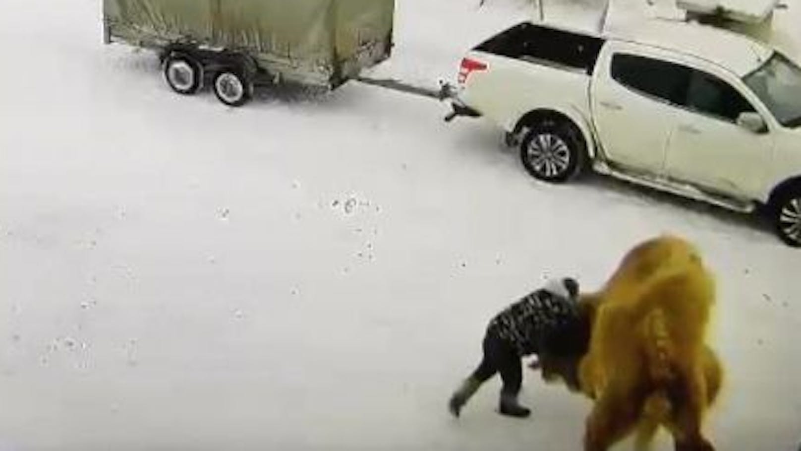 Russland: Kamel trampelt Wächter einer Jagdhütte tot. (21. Jänner 2023)