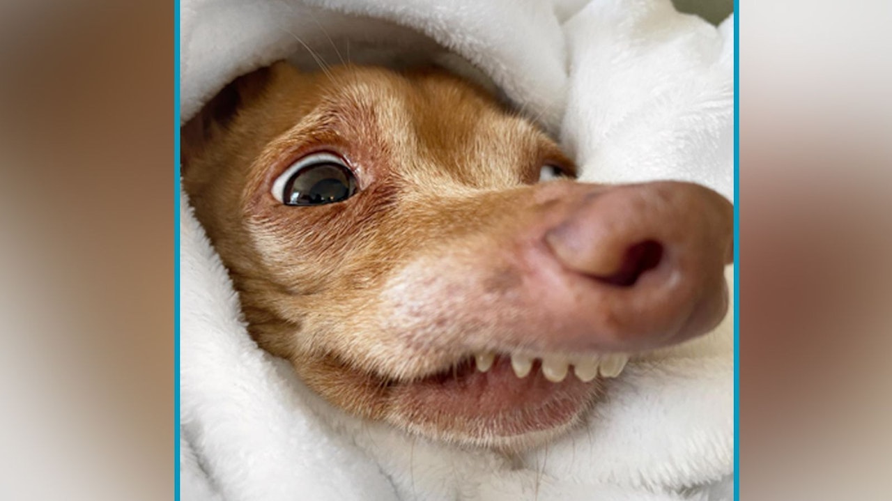 Heute.at - Sogar Lady Gaga folgt diesem Hund auf Instagram