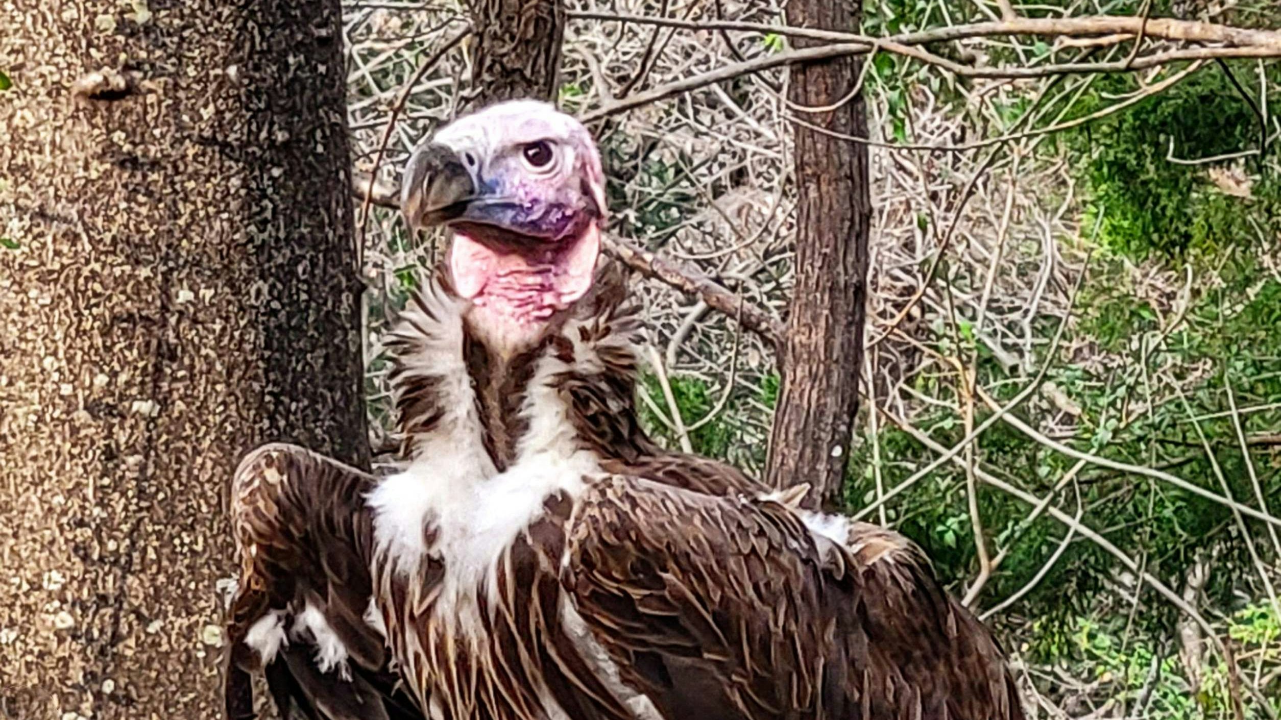 Ohrengeier "Pin" ist mit 35 Jahren gestorben. Nach dem mysteriösen Tod setzt der Zoo in Dallas 10.000 Dollar für Hinweise über die Hintergründe des Ablebens aus. 