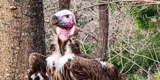 Zoo zahlt 10.000 Dollar für Hinweise zu Geier-Tod