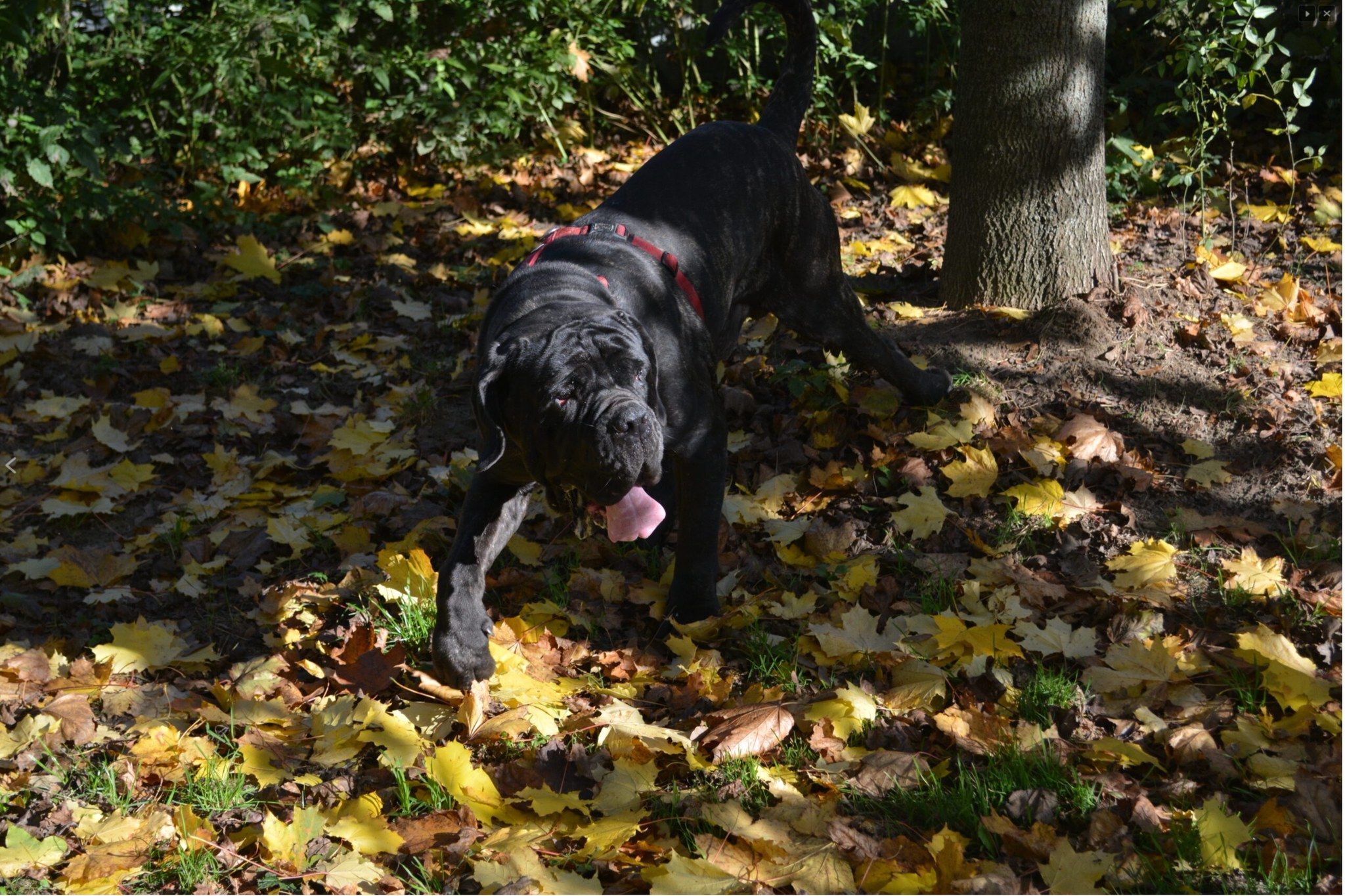 Angelo braucht Menschen, die sich mit der Rasse auskennen.