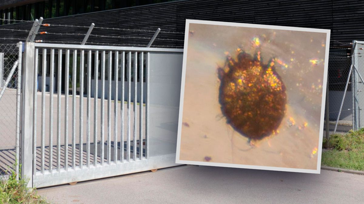 In zahlreichen Schweizer Asylzentren ist die Krätze ausgebrochen.