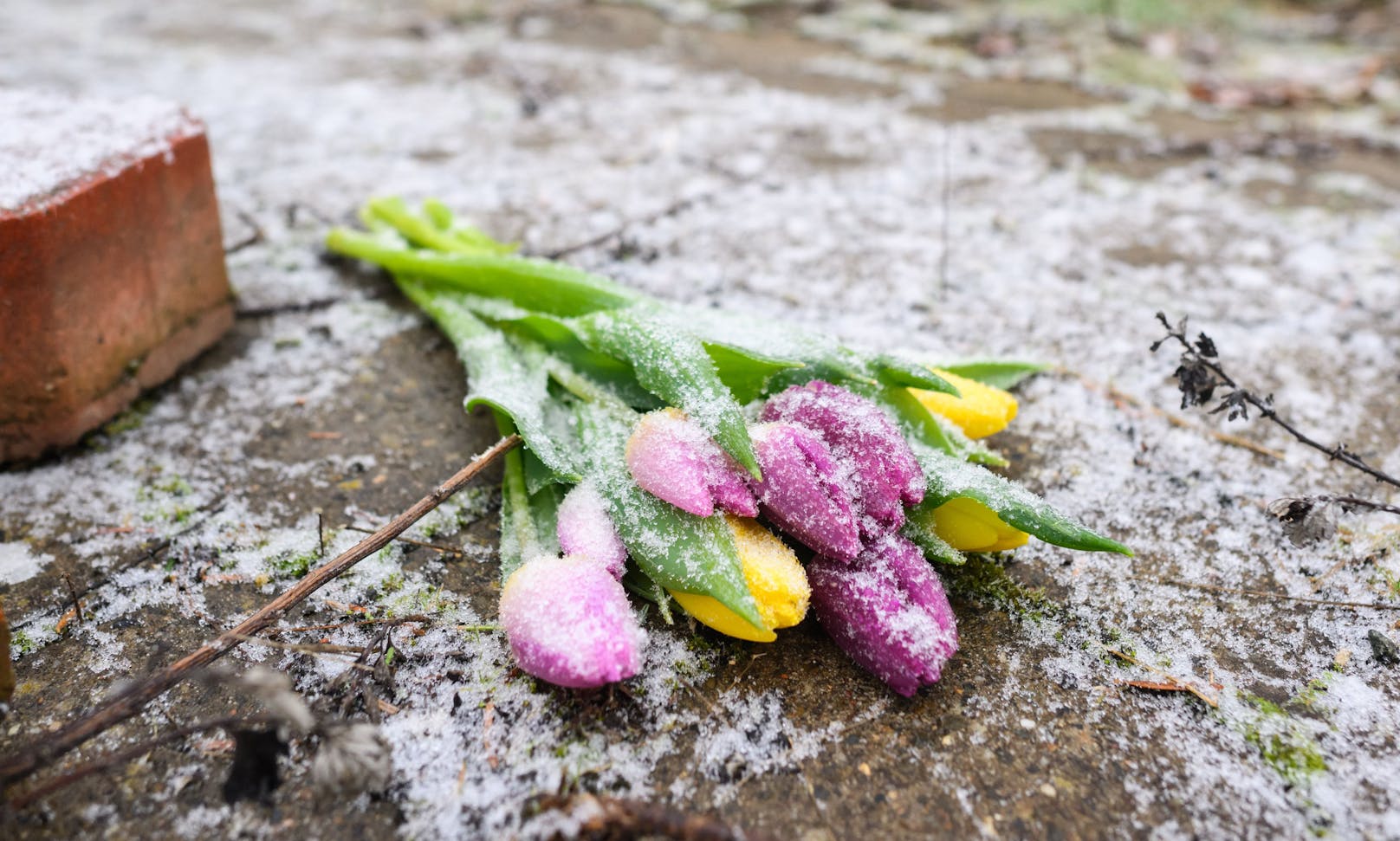 Freunde und Bekannte des Opfers hinterlegen am Tatort Blumen.