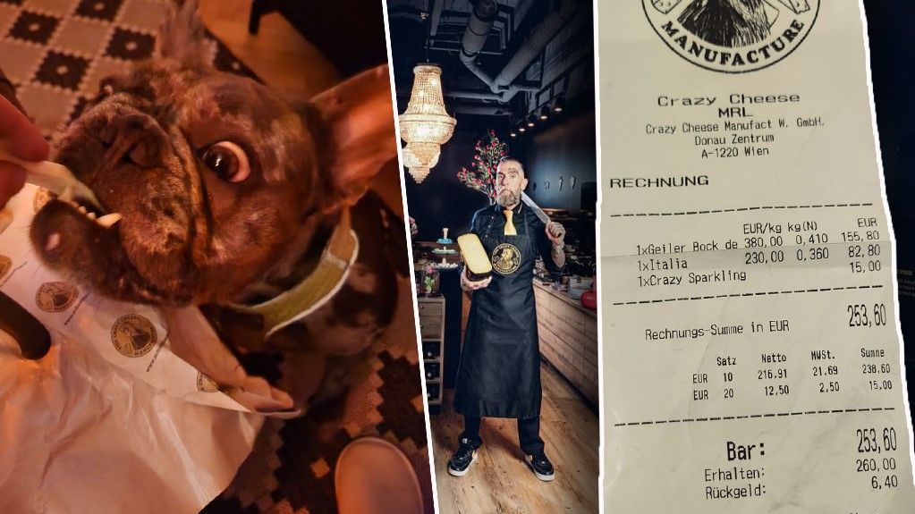 "Schnauze voll": Premium-Käse landet bei Bulldogge Odin