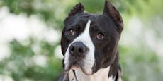 Happy End – Hund nach 13 Jahren im Tierheim adoptiert