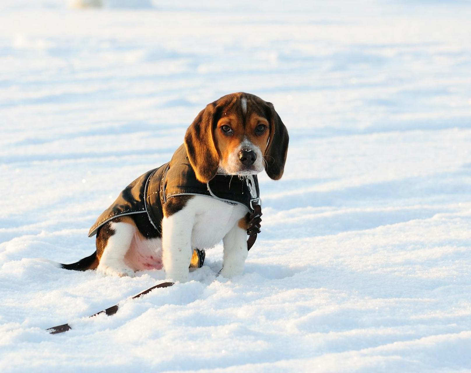 Der Beagle braucht nicht zwangsläufig ein Mäntelchen, weil sie sehr aktiv sind. An der Leine im Tiefschnee jedoch, sollte ein Funktionsmantel nicht schaden.&nbsp;