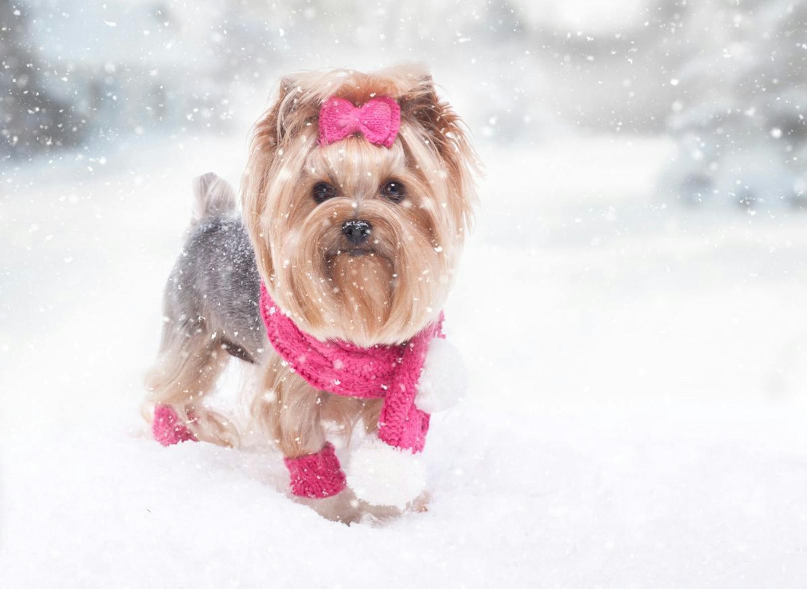 Der Yorkshire Terrier muss regelmäßig zum Hundefriseur, weil sein seidiges Fell sonst bei Regen und Schnee verfilzt. Mantel und gut abtrocknen.&nbsp;