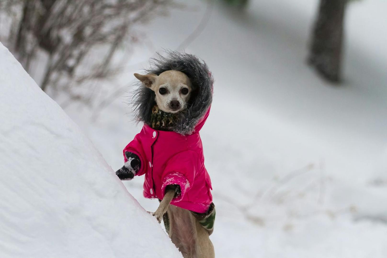 Chihuahuas sind nicht umsonst meistens angezogen. Im Winter und Schnee brauchen sie den Schutz vor Kälte.&nbsp;