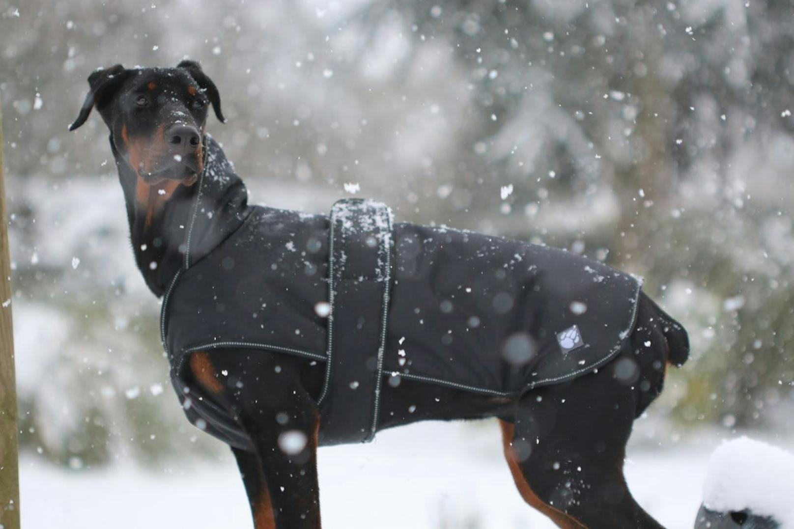 Der Dobermann reguliert Extremtemperaturen ziemlich schlecht. Ein Mantel im Winter ist ein Muss.