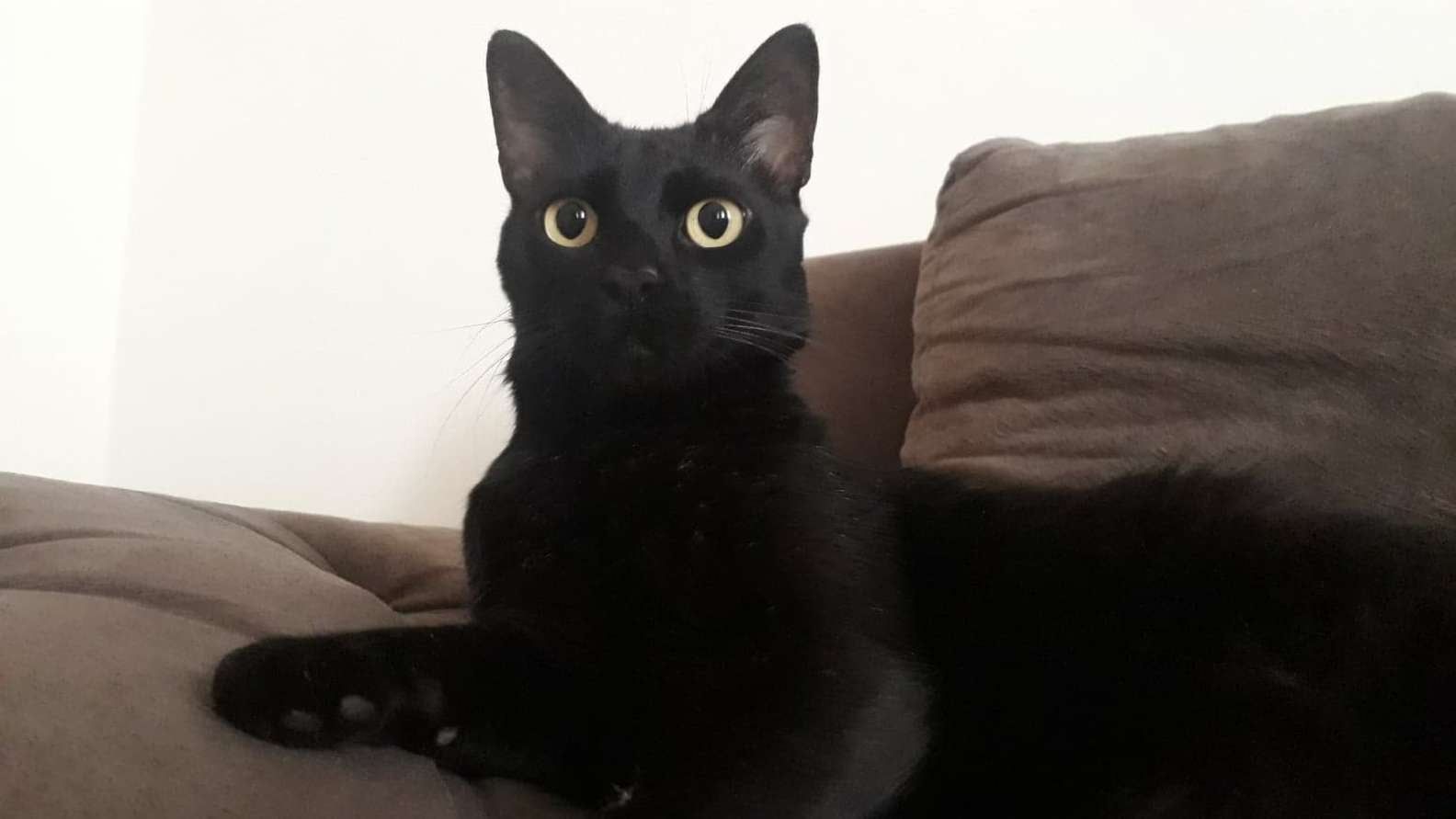 Hilft es, die Fellfarbe zu kennen? DAS ist "Chiquinho".