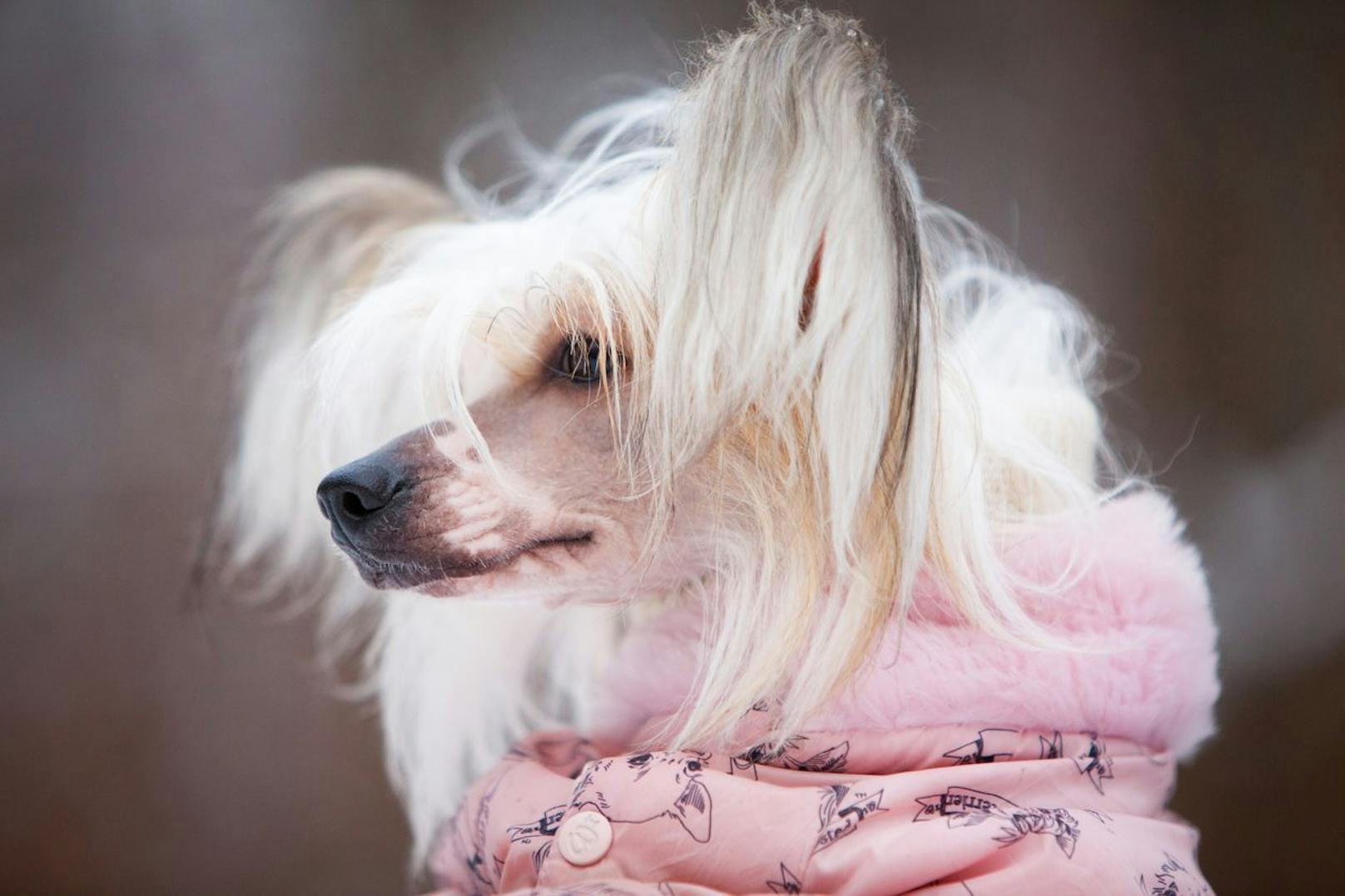 Der Chinesische Schopfhund ist anspruchsvoll - im Winter ist ein Pullover für den halben Nackthund ein Muss und im Sommer braucht er Sonnencreme.&nbsp;