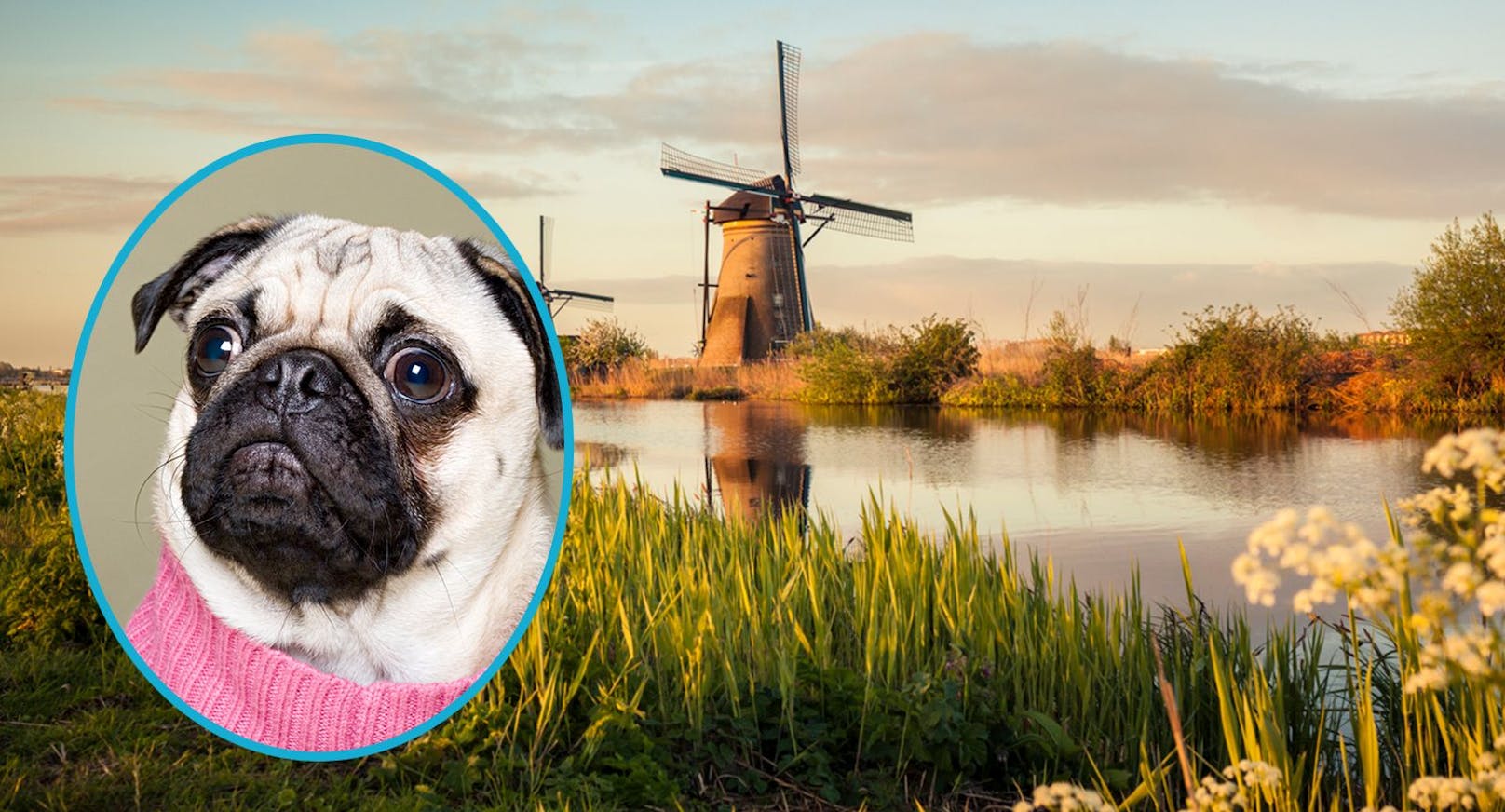 Niederlande wollen beliebte Hunderasse verbieten