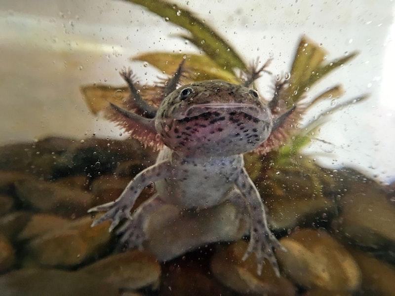 Auch wenn sie als besonders pflegeleicht angepriesen werden, ist der Axolotl eigentlich kein Haustier.&nbsp;