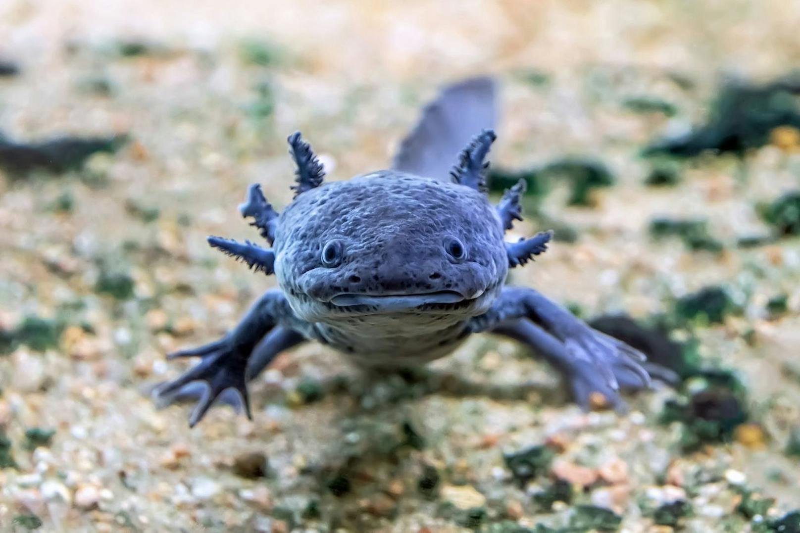 Der mexikanische Axolotl ist dunkelgrau oder braun marmoriert. Anders hätte er keine Überlebenschance in freier Wildbahn.&nbsp;