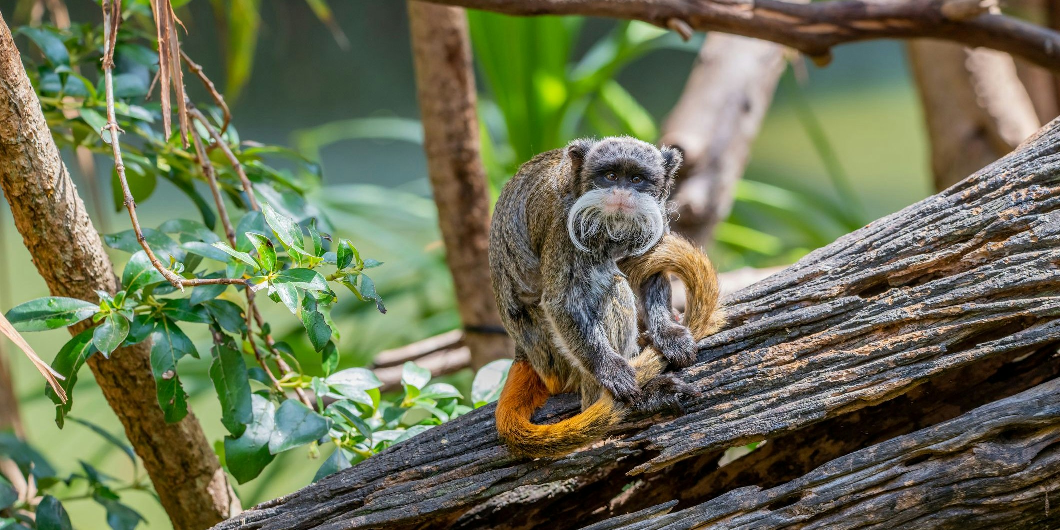 Zwei der Affen sind wie vom Erdboden verschluckt. 