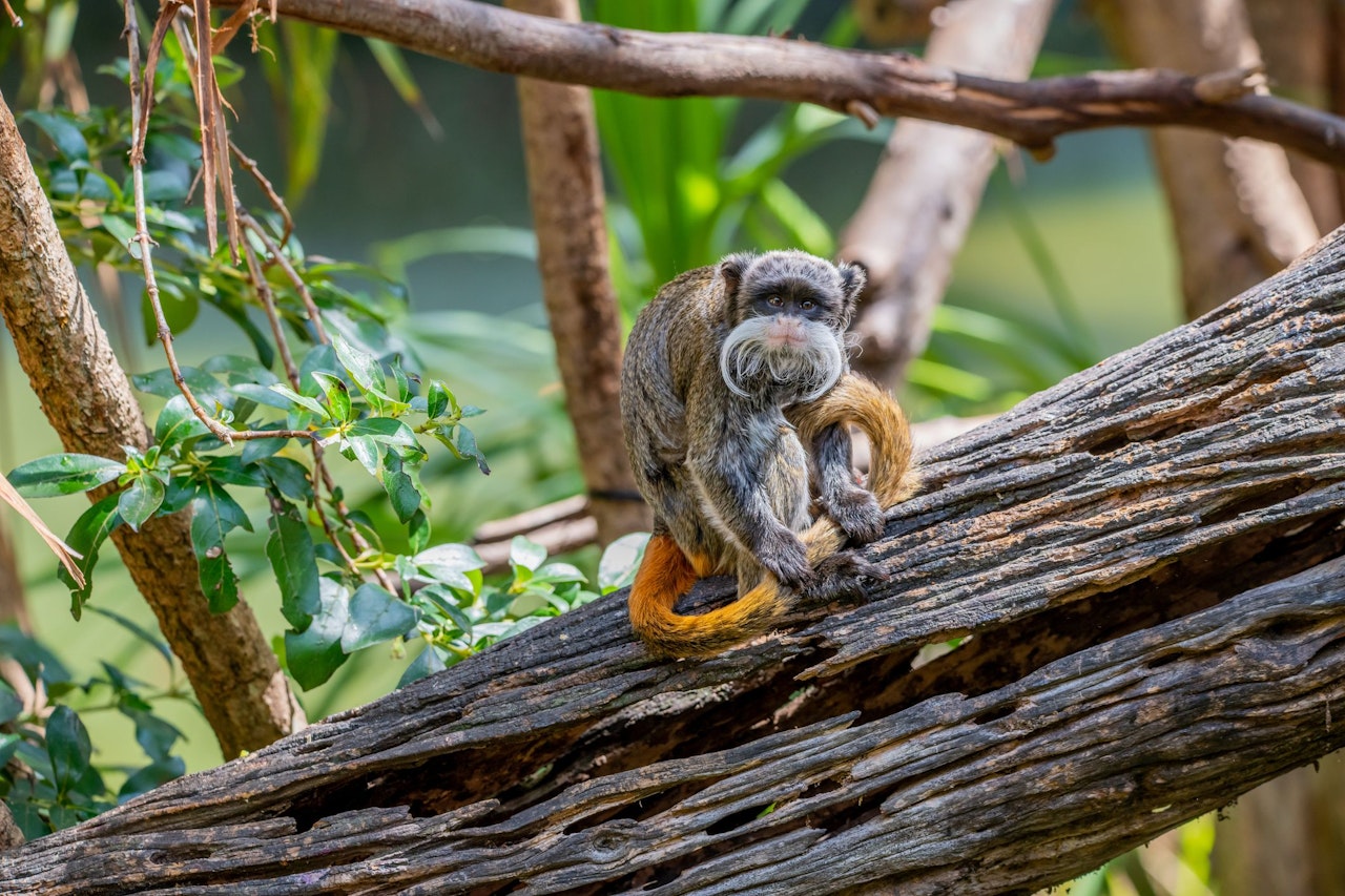 Mysteriöse Vorfälle: Zwei Affen aus US-Zoo verschwunden – Welt | Heute.at