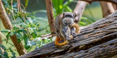 Mysteriöse Vorfälle: Zwei Affen aus US-Zoo verschwunden