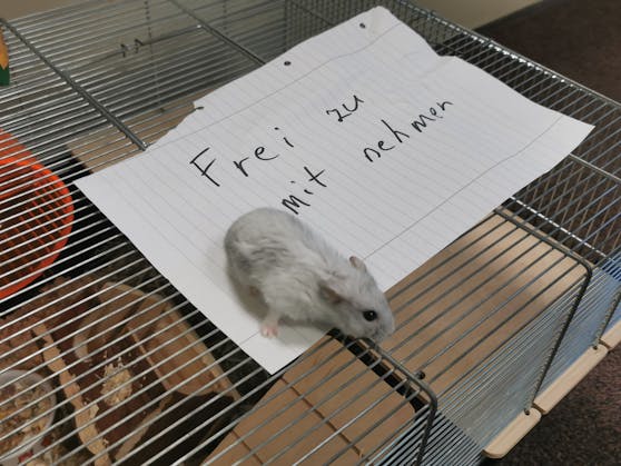 Der Käfig wurde samt Hamster in einem Müllraum im Freien einfach abgestellt.