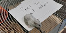 Armen Hamster in Käfig einfach in Müllraum ausgesetzt
