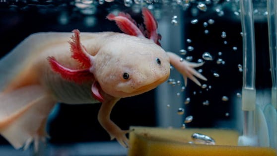 Der Axolotl ist keinesfalls für die Privathaltung geeignet, auch wenn er wirklich lustig aussieht.&nbsp;