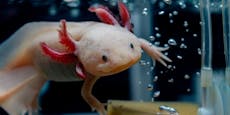 Weshalb der Axolotl eigentlich kein Haustier ist