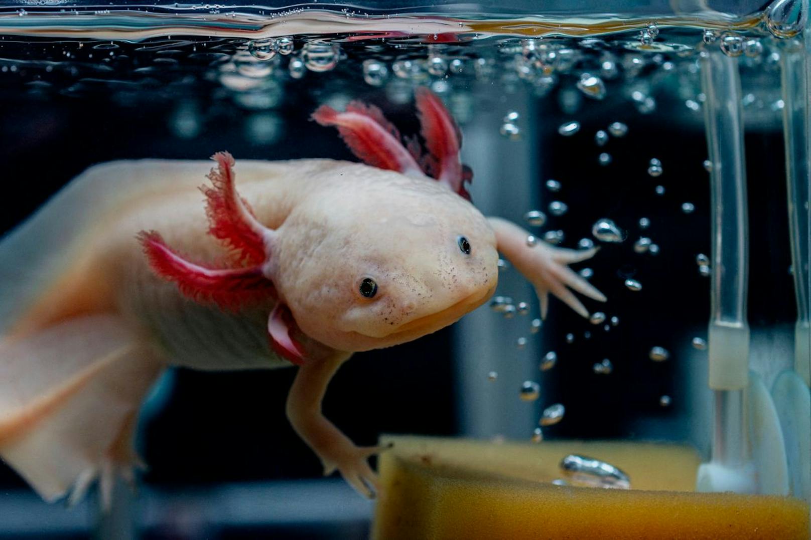 Weshalb der Axolotl eigentlich kein Haustier ist