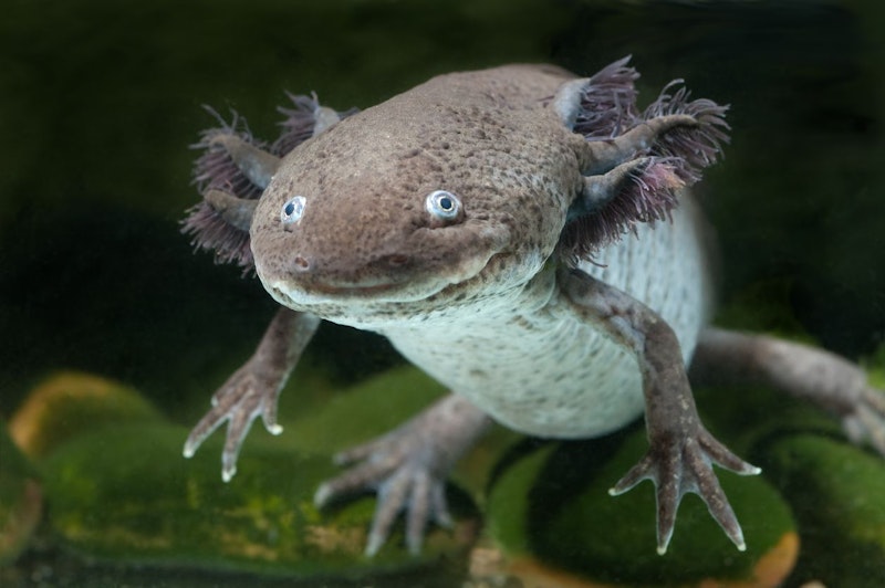 Lediglich aus einem einzigen Ort stammend - nämlich aus den vulkanischen See-Becken in Mexiko brauchen sie spezifische Lebensbedingungen.&nbsp;