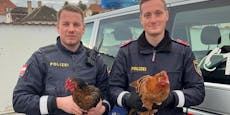 Hendl-Alarm in Krems! Polizei fing ausgebüxte Tiere ein