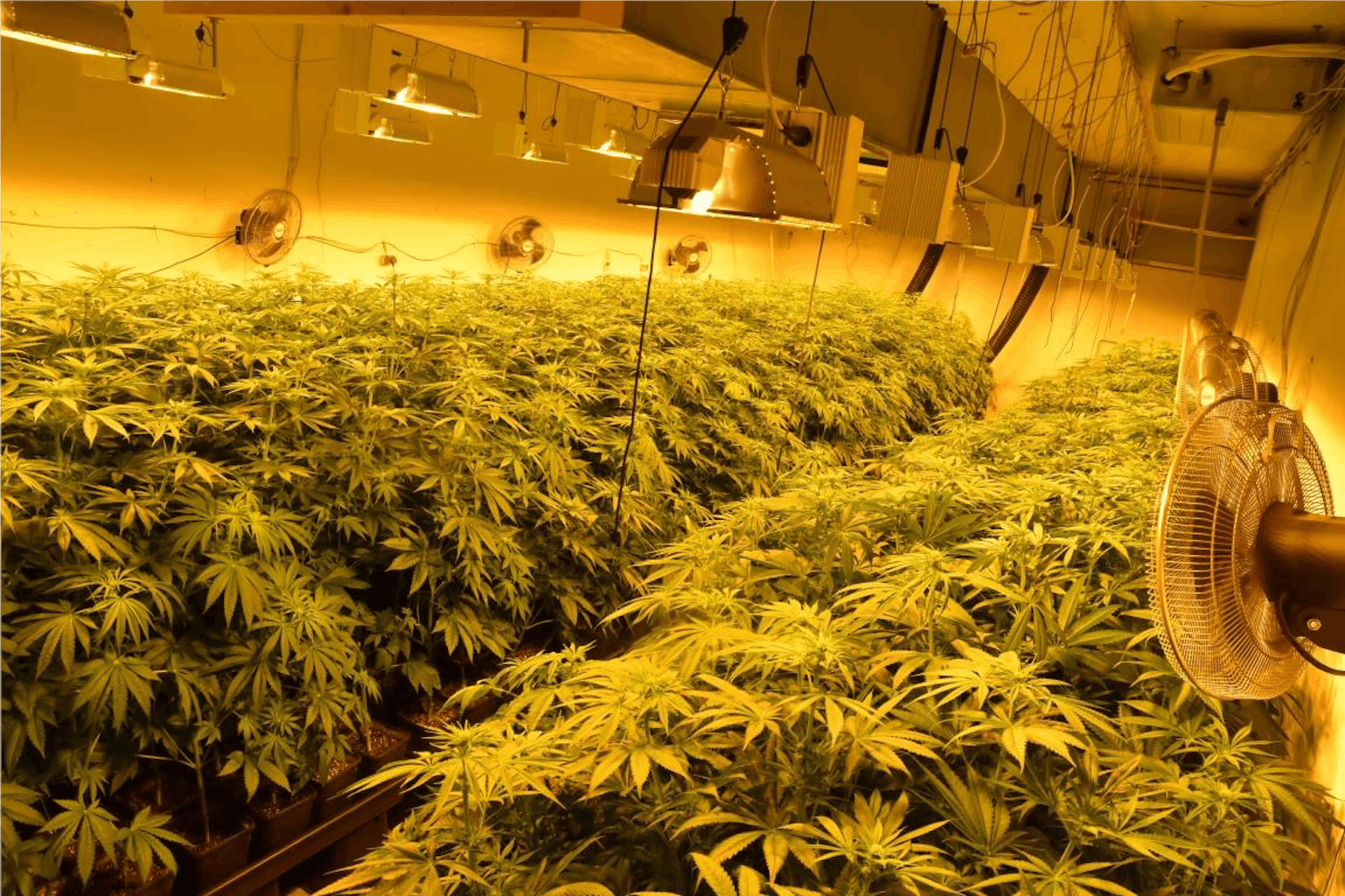 Im Zuge weiterer Ermittlungen konnte ein 500 m² großes Lager mit 2.000 Cannabis-Pflanzen ausgeforscht werden.