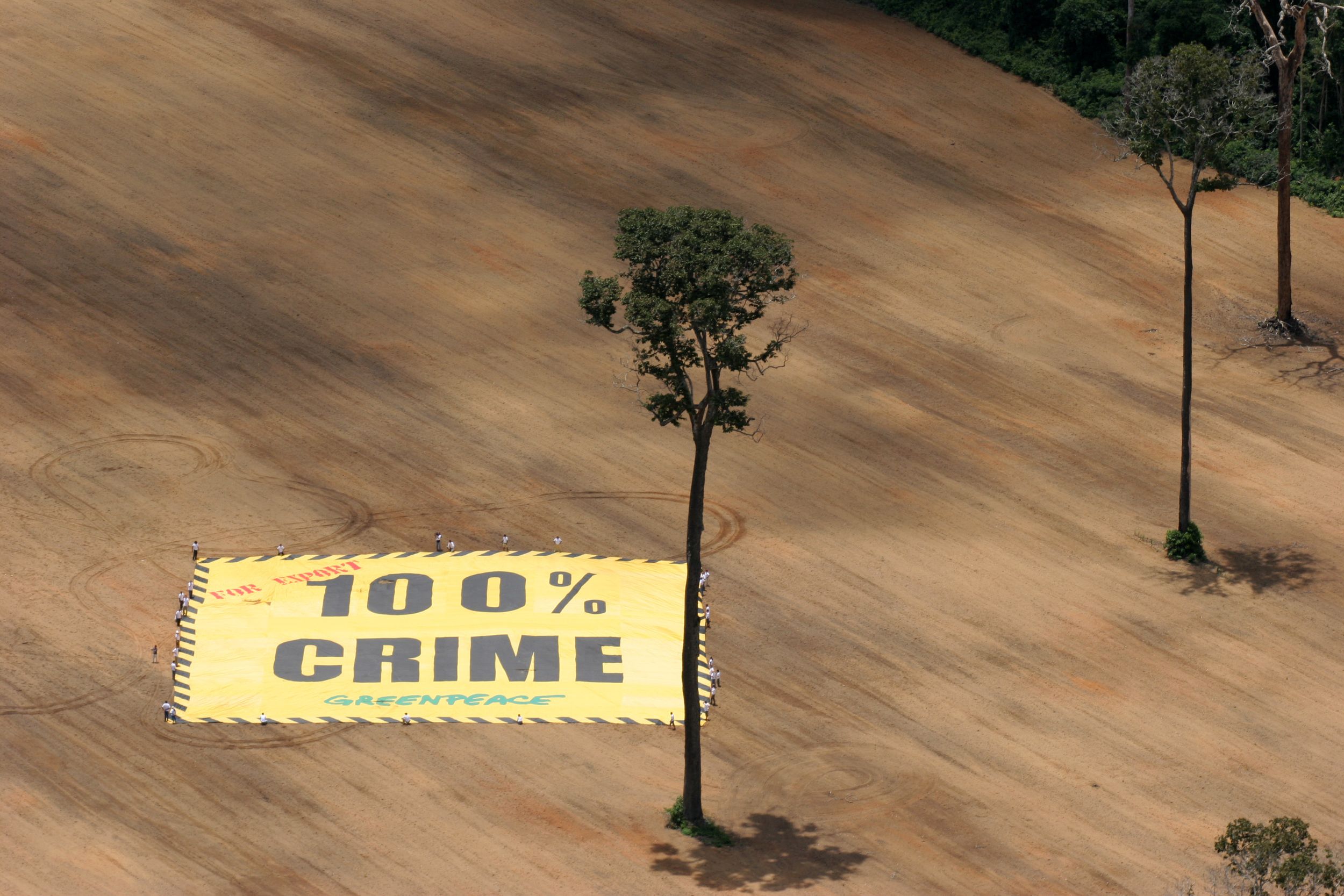 Greenpeace activists occupy an area in 1,645 hectares of the Amazon that has been illegally deforested. A huge 2,500 square meter banner with the message “100% forest crime” is unfurled in the area to draw attention to the issue. The person responsible for the crime, José Donizetti Pires de Oliveira who is President of the Agricultural Producers Association in Santarem and blamed by the Brazilian Environmental Agency IBAMA for this illegal deforestation which is the largest in the Santarem region in the last seven years.