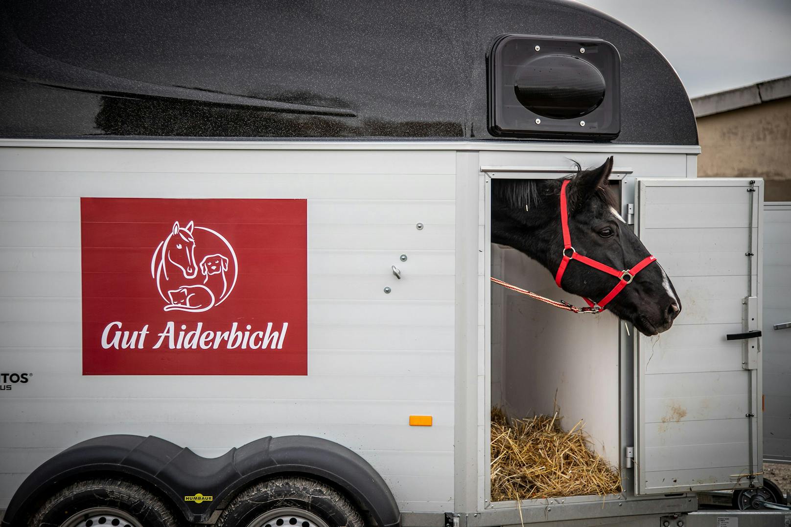 Willkommen auf Gut Aiderbichl, du Hübscher.