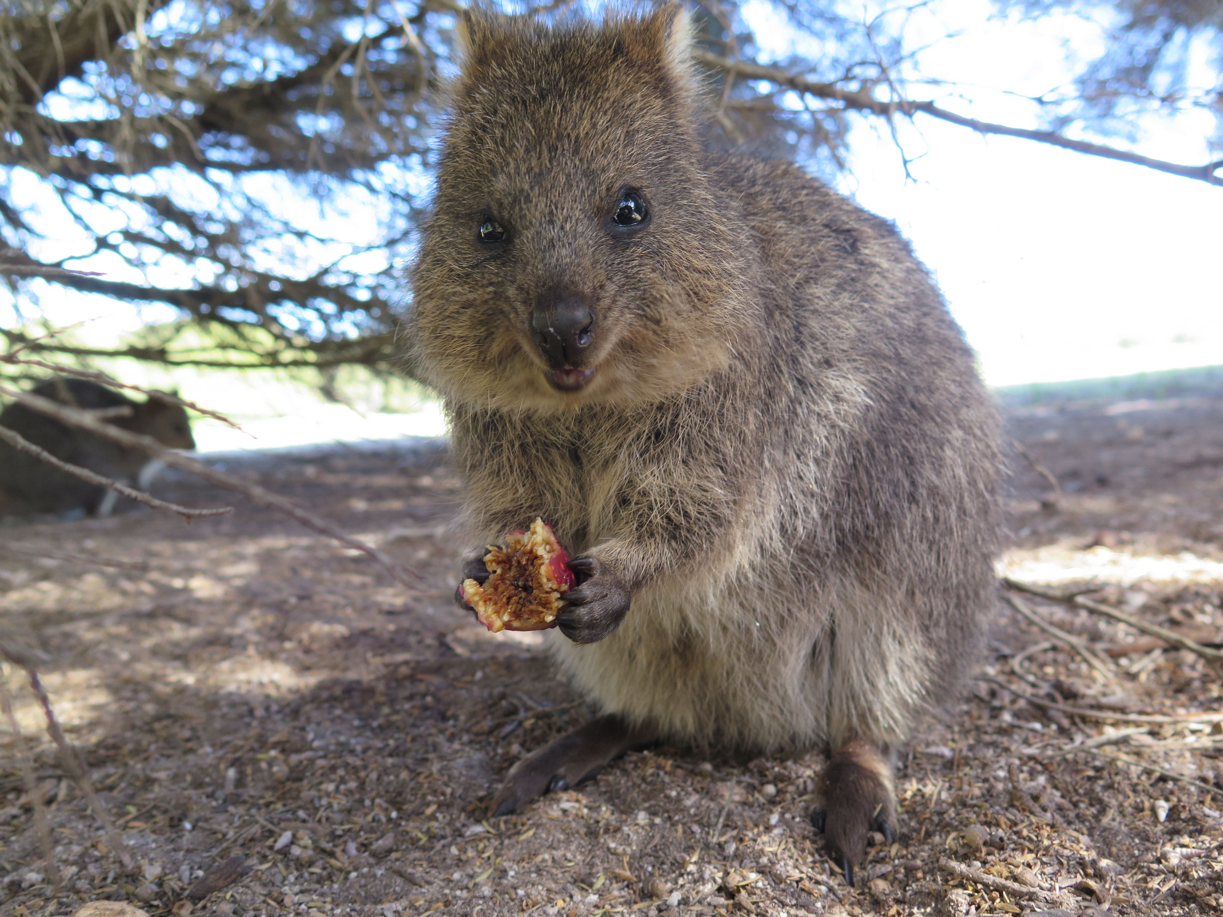 Süß, aber recht forsch: Wombats