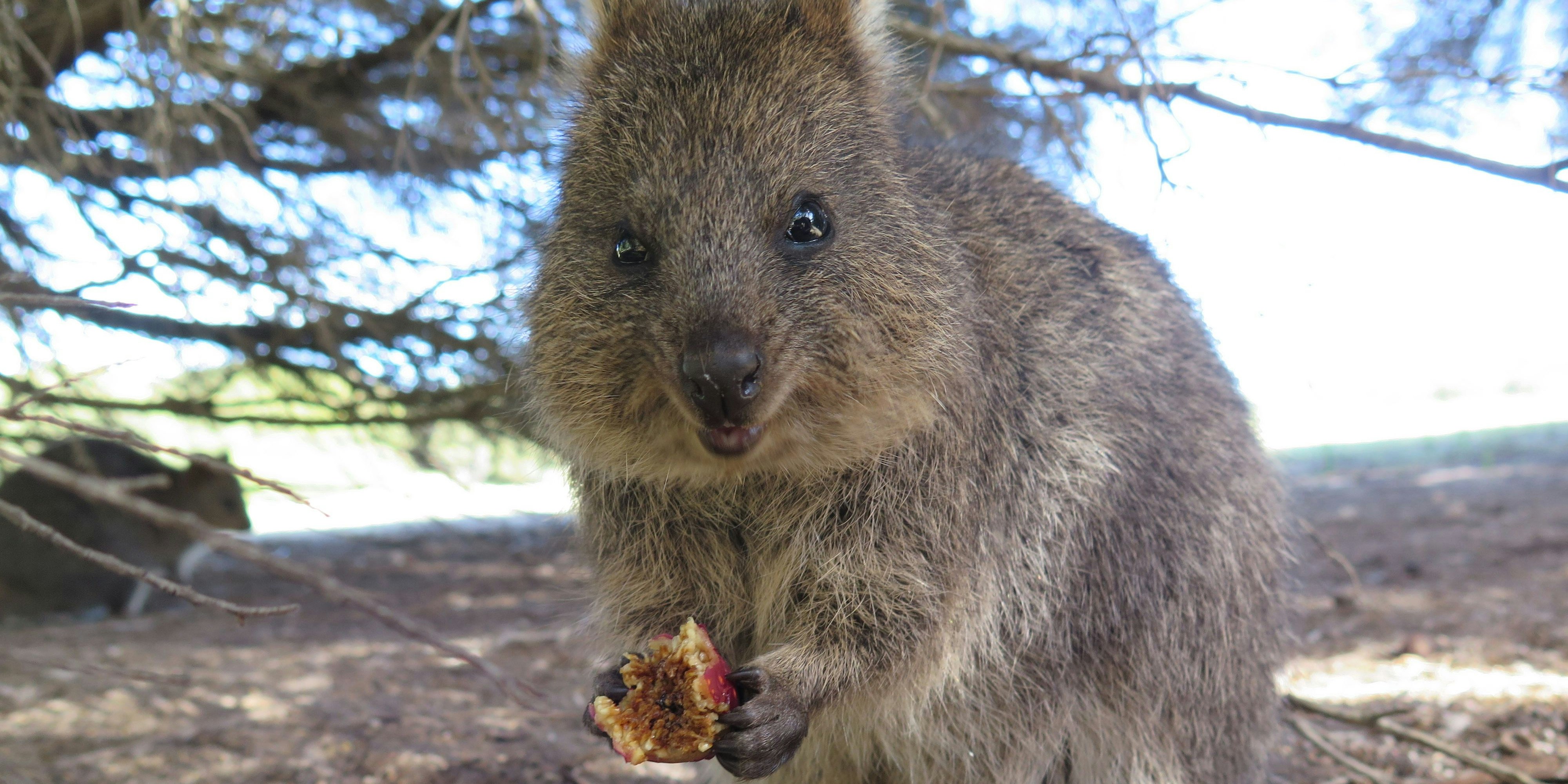 The happiest animal on earth-Quokka-Setonix Brachyurus on Rottnest Island, Western Australia