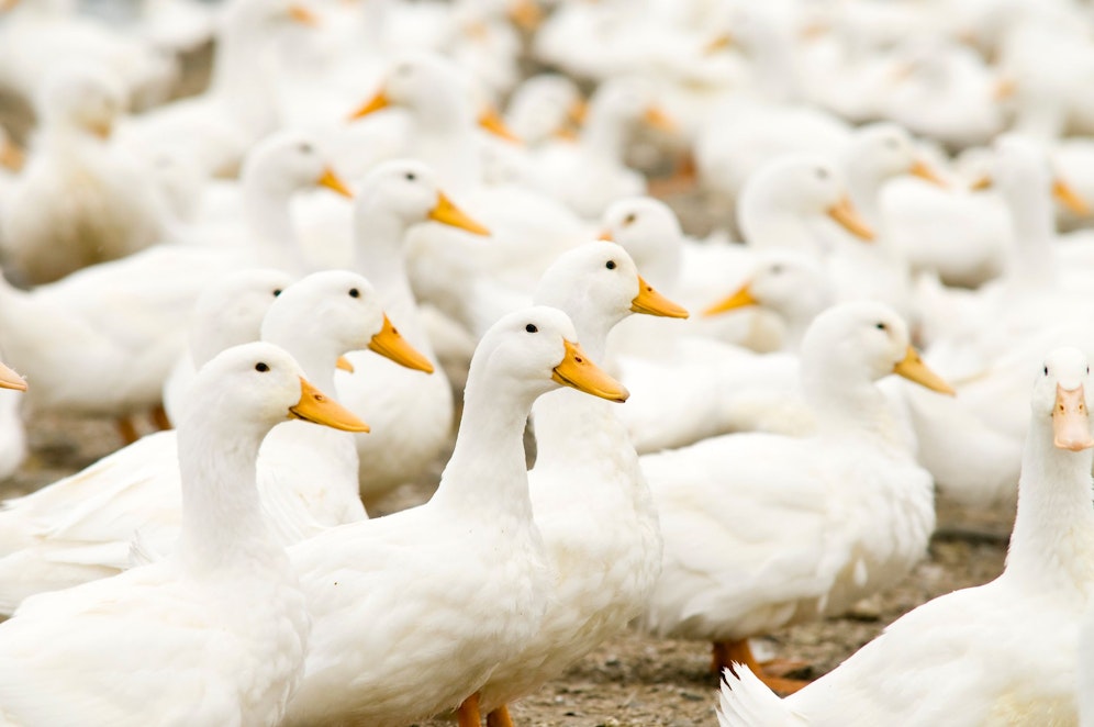Ein Teil des Geflügel-Bestandes am Bauernhof im Bezirk Braunau ist bereits verendet. (Symbolbild)