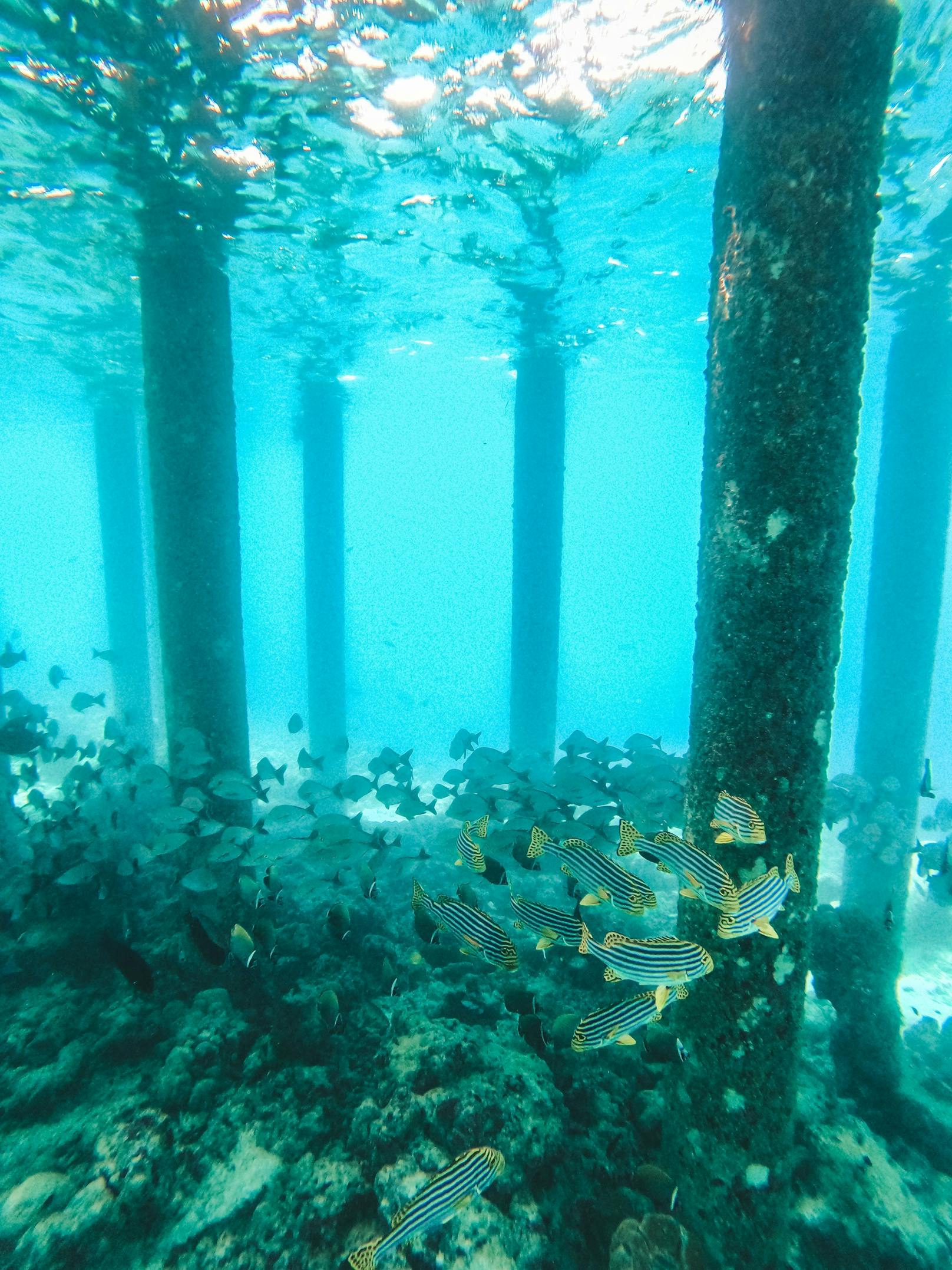 Die Artenvielfalt unter Wasser ist gigantisch. 