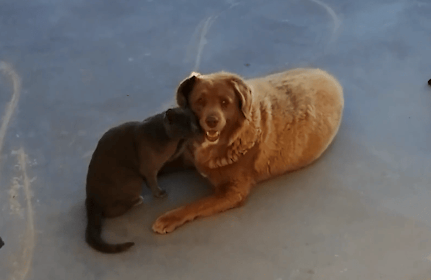 Bobi sei sehr sozial und verbringe gerne Zeit mit den Katzen der Familie.