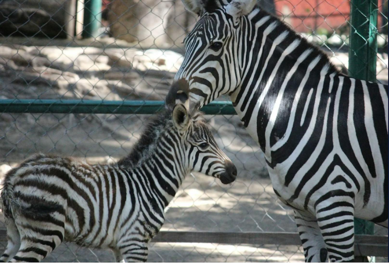Ein mexikanischer Zoodirektor soll das Zebra des Zoos gegen Werkzeuge eingetauscht haben. Unklar ist, ob es sich dabei um eines der abgebildeten Zebras handelte.