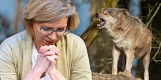 "Vollkommen abgehoben" – Heftige Wolf-Kritik an Gewessler